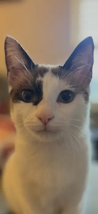Athena