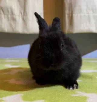 Nugget