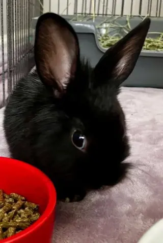 Nugget