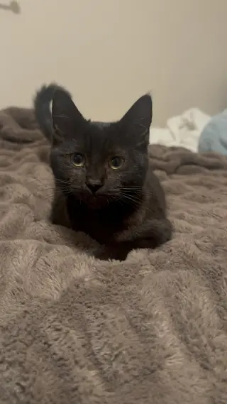 Abracadabra (Abby)