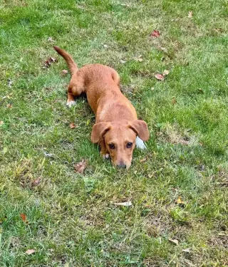 Georgie (AL)