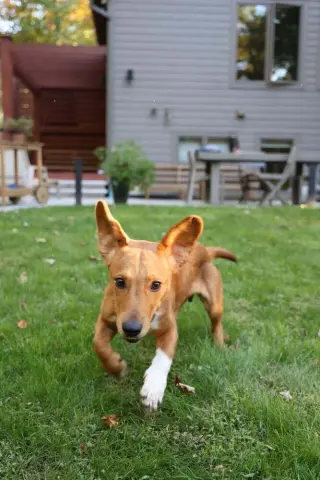 Georgie (AL)