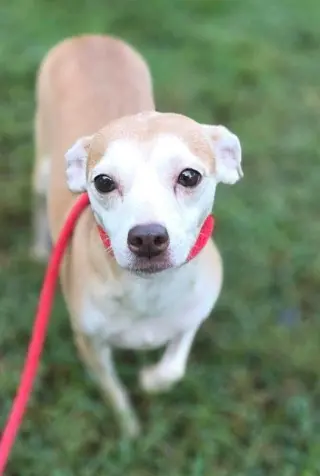 Darci (AL)