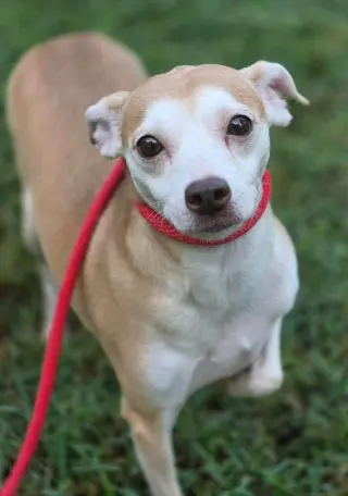 Darci (AL)