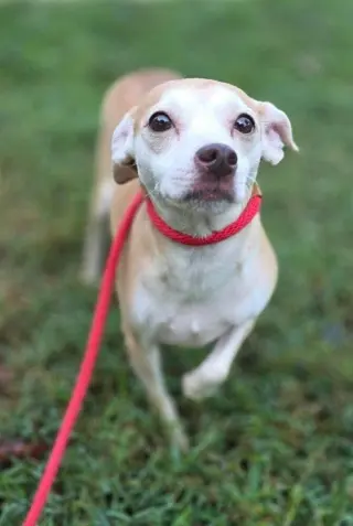 Darci (AL)
