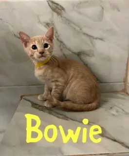 Bowie