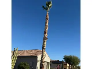 Cuidamos Tu Jardín en Casa Grande, AZ
