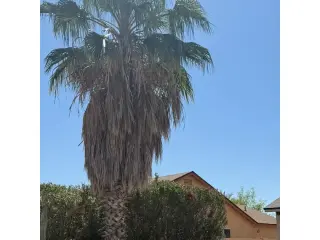 Cuidamos Tu Jardín en Casa Grande, AZ