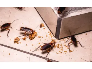 🐜 Control de Plagas en Pacoima