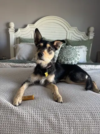 Kev