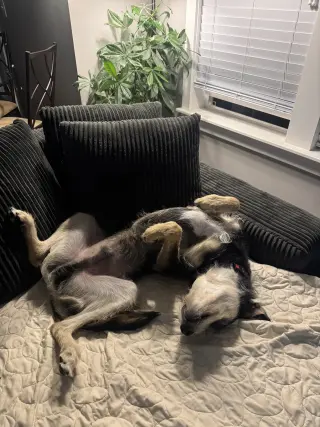 Kev