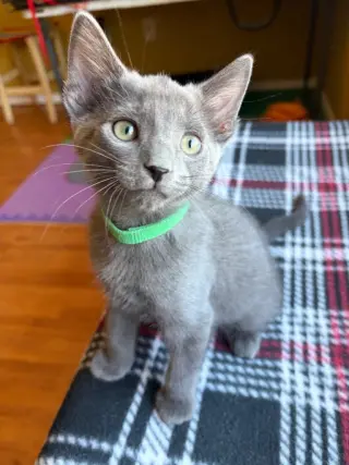 Dexter