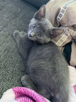 Dexter