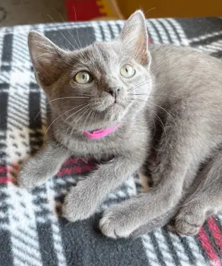 Duchess