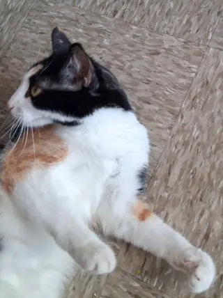 Cali