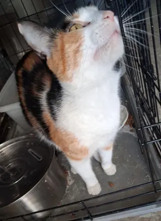Cali