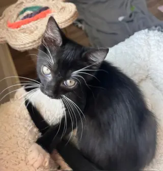 Mr.Tony