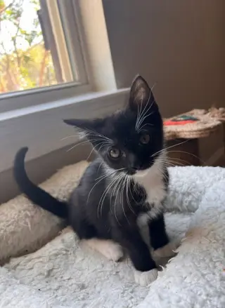 Mr.Tony