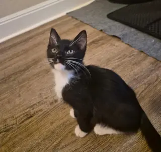 Mr.Tony