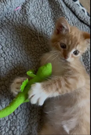 Jerry