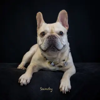 Sandy