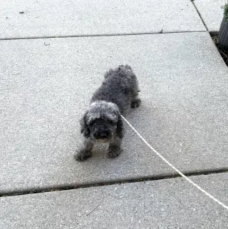 Ella