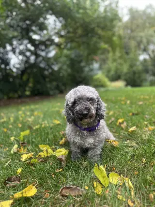 Ella