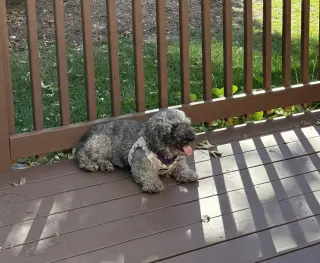 Ella