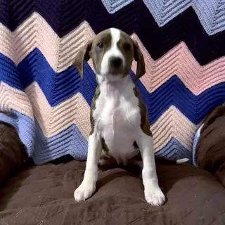 Scream Pup Gale