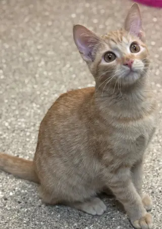 Binx