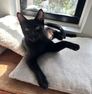 Pacino