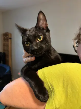 Pacino