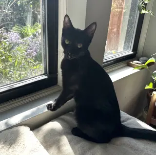 Pacino