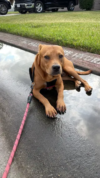 Luca