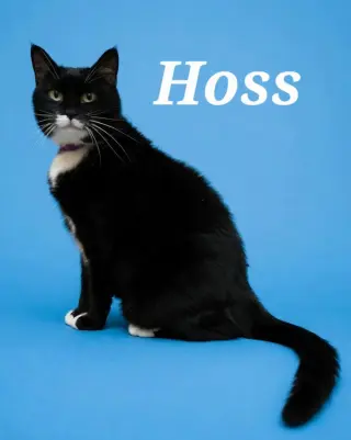 Hoss