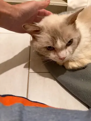 Julian