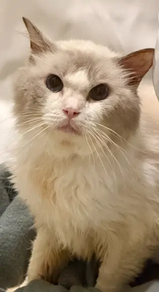 Julian
