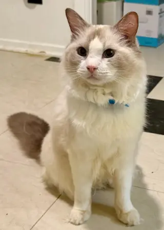 Cyrano