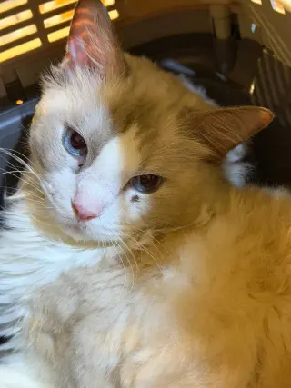 Cyrano