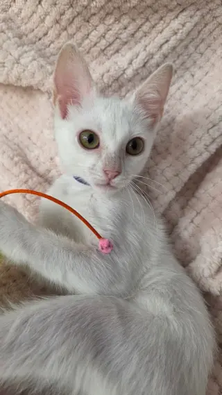 Esme