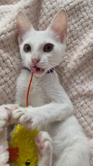 Esme