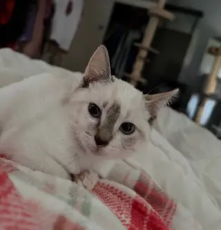 Snowball