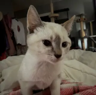 Snowball