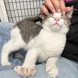 Otis