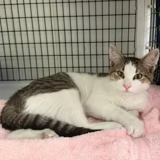 Otis
