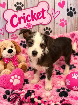 Cricket