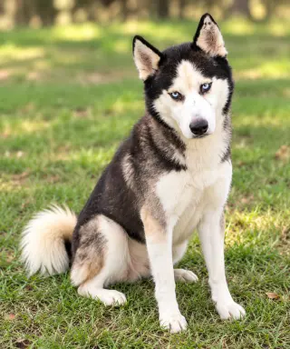 Frey *Foster Needed*