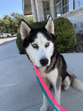 Frey *Foster Needed*