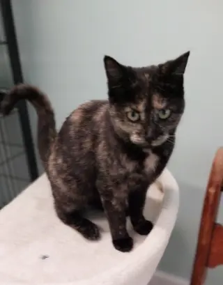 Lucy * IN FOSTER *