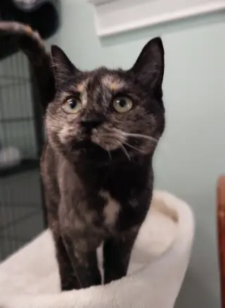 Lucy * IN FOSTER *